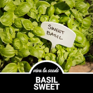 Basil, Sweet | 250 Seeds | Heirloom Herb | Medicinal & Culinary Plant | Common Basil |Non-GMO | Ocimum basilicum