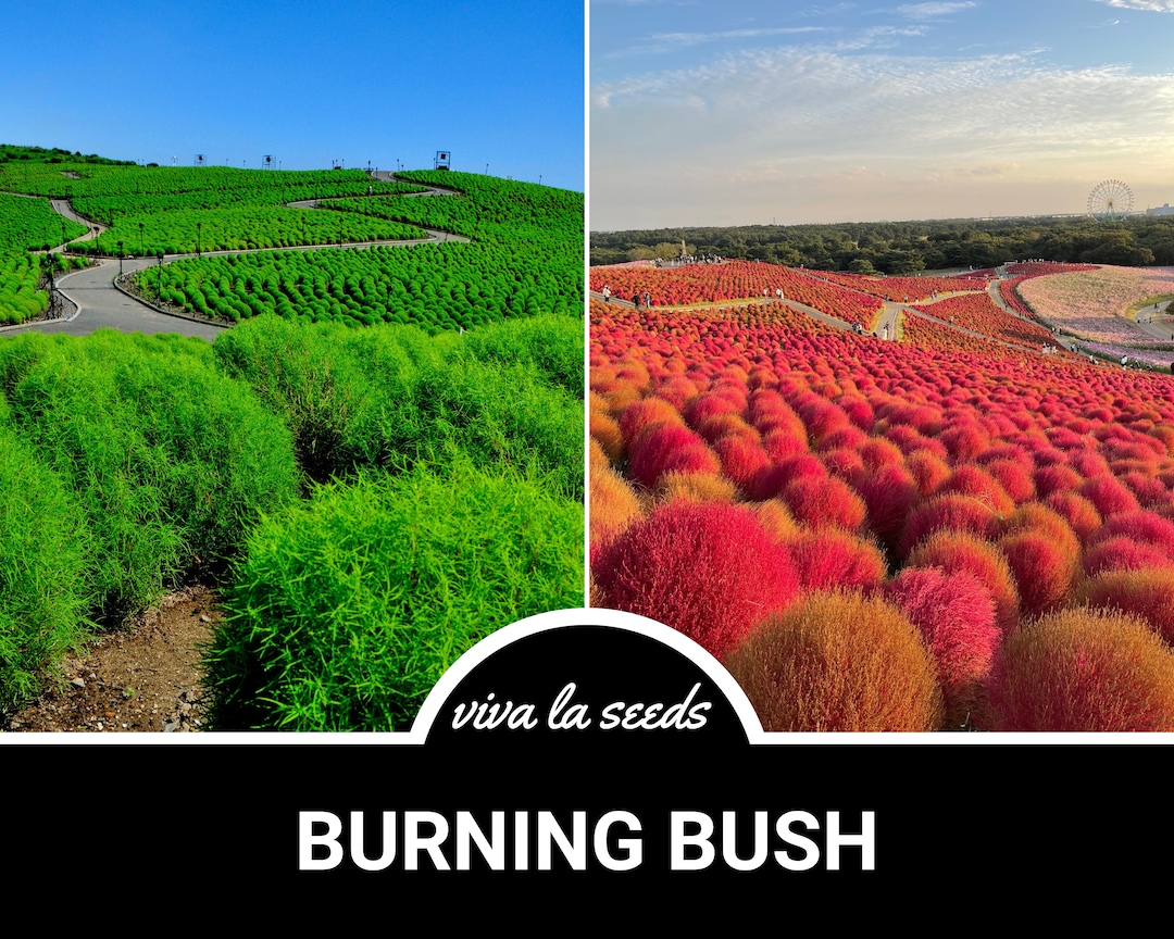 Burning Bush| 50 Seeds | Heirloom Shrub | Bush Changes From Green
