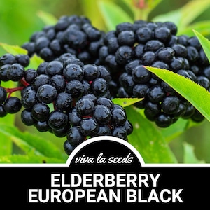 Elderberry, European Black | 50 Seeds | Medicinal | Culinary | Non GMO | Sambucus nigra