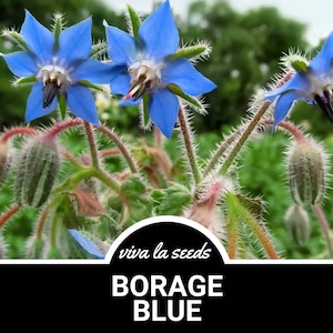 Borage Blue | 100 Seeds | Medicinal | Culinary Herb | Non GMO | Borago officinalis