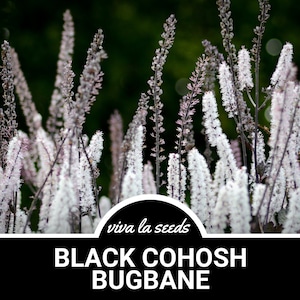 Black Cohosh | Bugbane | 25 Seeds | Medicinal | Culinary | Non GMO | Cimicifuga ramosa