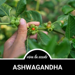 K&ouml;nnte beinhalten: Eine Hand h&auml;lt einen Zweig einer Ashwagandha-Pflanze mit gr&uuml;nen Bl&auml;ttern und kleinen, runden, orangefarbenen Beeren. Der Text "viva la seeds" und "ASHWAGANDHA" ist unter dem Bild sichtbar.