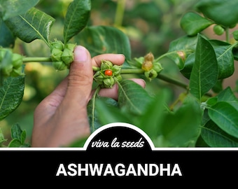 Ashwagandha (Indian Ginseng) | 30 Seeds | Heirloom | Non GMO | Withania somnifera