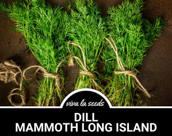 May include: Three bundles of fresh green dill tied with twine. The bundles are arranged on a brown surface. The text "viva la seeds" and "DILL MAMMOTH LONG ISLAND" is displayed below the bundles.