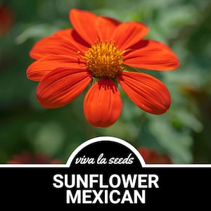 Sunflower, Mexican | 50 Seeds | Culinary & Medicinal | Easy to Grow | Non GMO | Tithonia rotundifolia