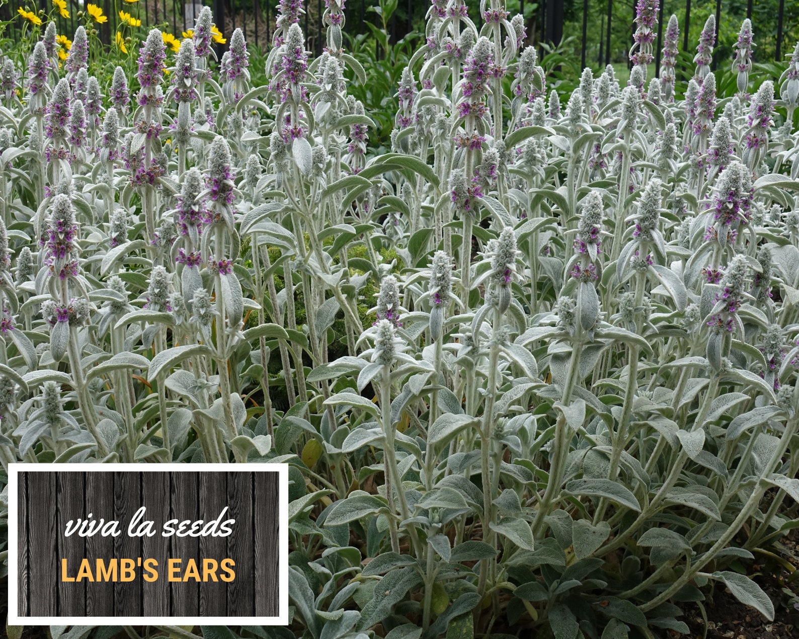 Lamb's Ears 50 Seeds Medicinal Herb Non GMO Etsy