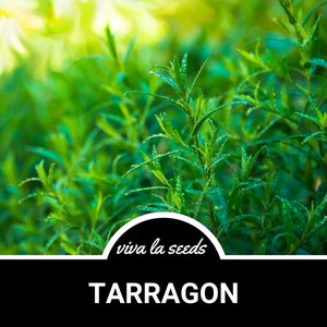 May include: Close-up of green tarragon leaves with dew drops. The text "viva la seeds" and "TARRAGON" are visible in the image.
