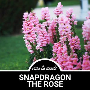 Snapdragon, Rose | 200 Seeds | Heirloom Flower | Rose Colored Blooms | Cut Flowers & Floral Arrangements | Antirrhinum majus