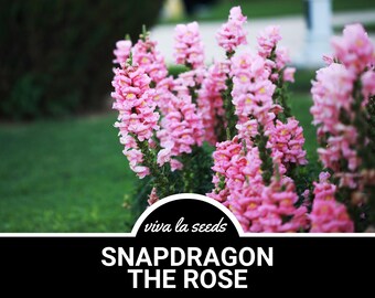 Puede incluir: Primer plano de vibrantes flores de boca de dragón rosas en plena floración. Las flores están agrupadas en altos tallos verdes, sobre un fondo de hierba verde y follaje. Incluye el texto "SNAPDRAGON THE ROSE".