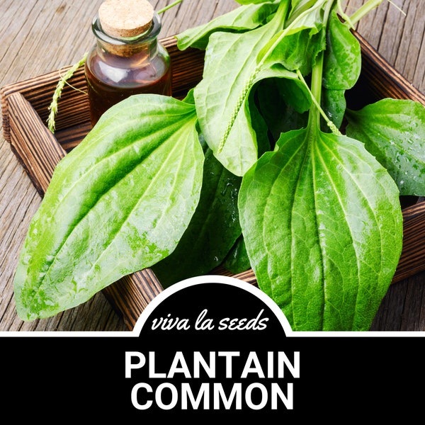 Plantain, Common | 100 Seeds | Medicinal | Culinary Herb | Non GMO | Plantago major rosularis