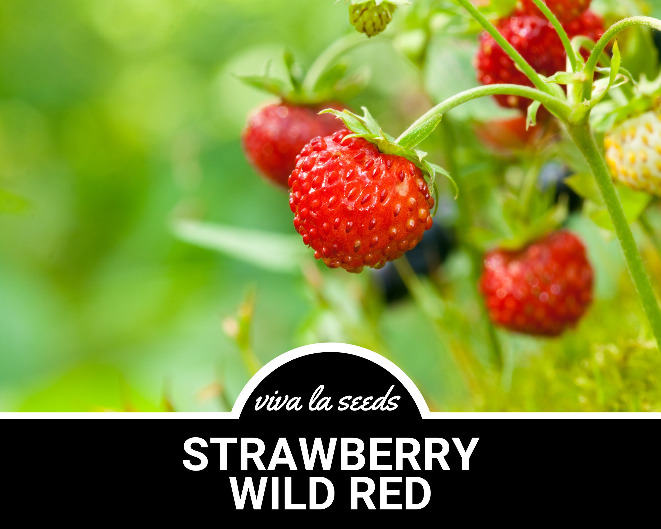 Wild Strawberry - Etsy