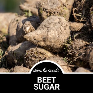 May include: A close-up of a pile of brown sugar beets, with the text "viva la seeds" and "BEET SUGAR" in a black circle.