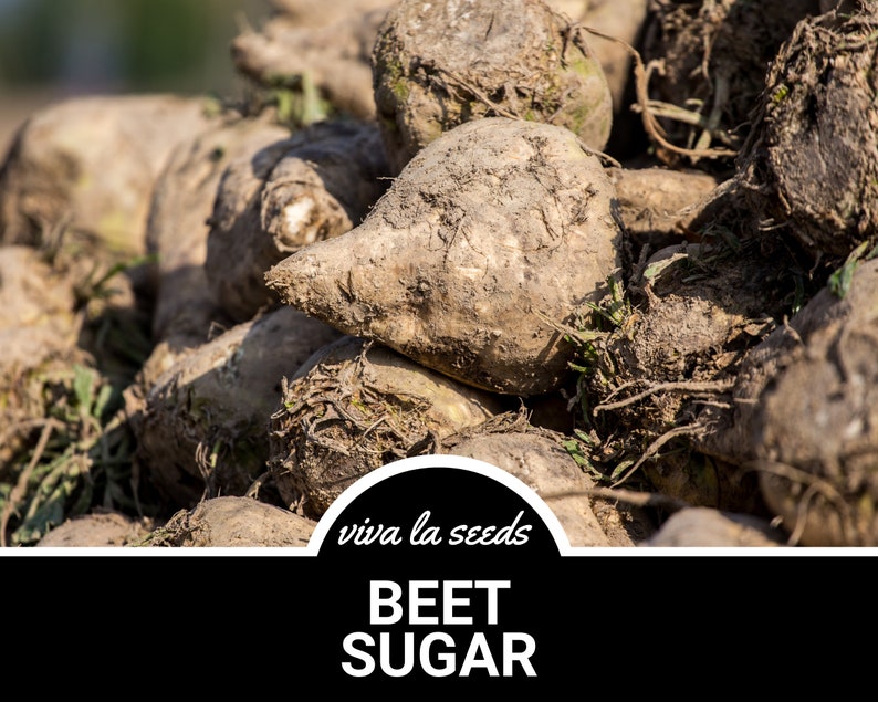 May include: A close-up of a pile of brown sugar beets, with the text "viva la seeds" and "BEET SUGAR" in a black circle.