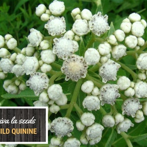 May include: Close-up of white flower buds clustered together on a green stem. The buds are small and round, with a slightly fuzzy texture. The text "viva la seeds WILD QUININE" is visible in the lower left corner of the image.