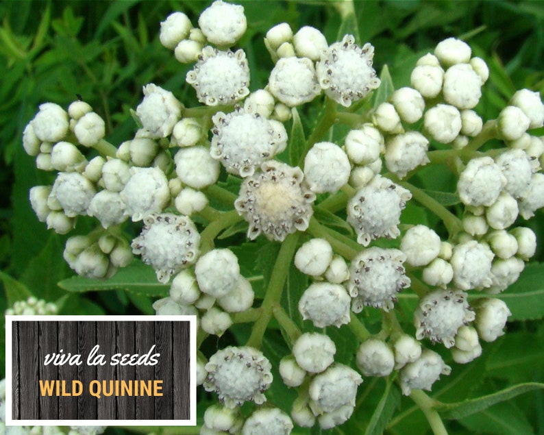 May include: Close-up of white flower buds clustered together on a green stem. The buds are small and round, with a slightly fuzzy texture. The text "viva la seeds WILD QUININE" is visible in the lower left corner of the image.