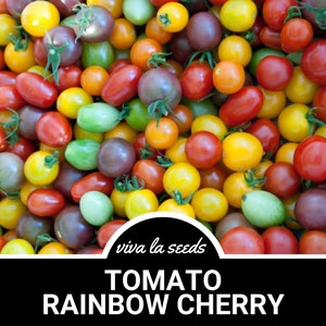 Tomato, Rainbow Cherry | 50 Seeds | Heirloom | Non-GMO | Lycopersicon esculemtum
