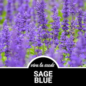 Sage, Blue | 100 Seeds | Grandmother Sage | Non GMO | Salvia farinacea