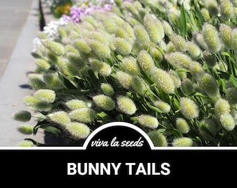 Bunny Tails | 50 Seeds | Ornamental Grass | Heirloom | Hare's Tail | Lagurus ovatus