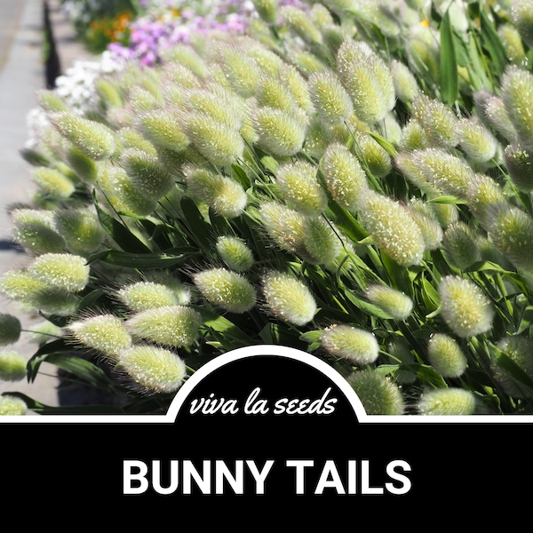 Bunny Tails | 50 Seeds | Ornamental Grass | Heirloom | Hare's Tail | Lagurus ovatus