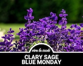 Clary Sage, Blue Monday | 50 Seeds | Medicinal Herb | Fragrant Flower | Salvia horminum