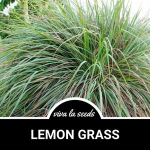 May include: A close-up of a vibrant lemon grass plant with long, slender green leaves, some tinged with brown. The image features the text "LEMON GRASS" in bold white letters on a black background, with "viva la seeds" in cursive above.