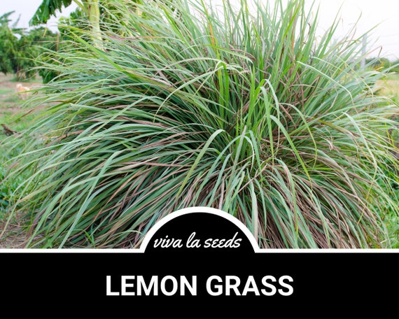 Lemon Grass | 100 Seeds | Medicinal | Culinary Herb | Non GMO | Cymbopogon flexuosus