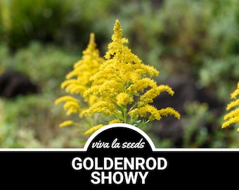 Goldenrod, Showy | 100 Seeds | Heirloom | Non GMO | Solidago speciosa