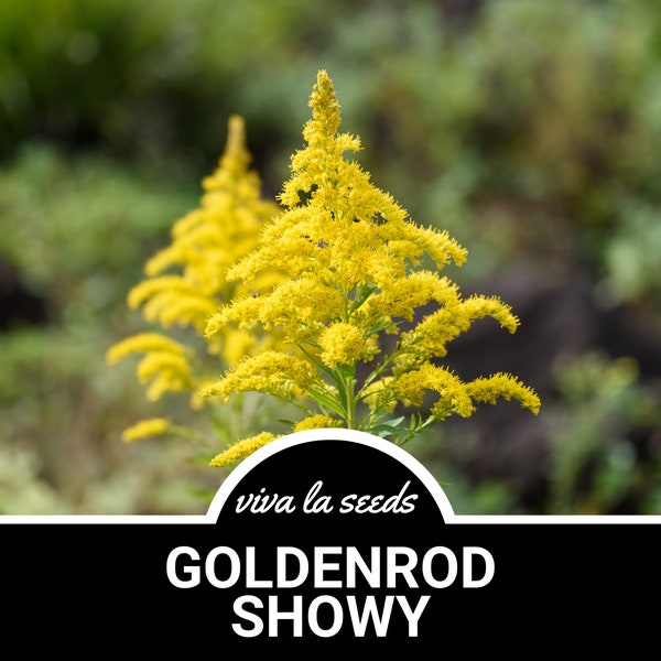 Goldenrod, Showy | 100 Seeds | Heirloom | Non GMO | Solidago speciosa