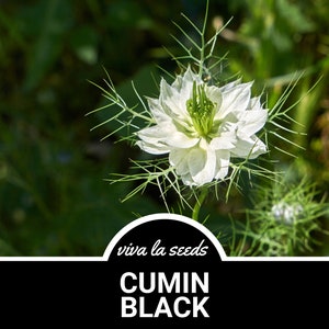 Cumin, Black | 50 Seeds | Medicinal Herb | Culinary Spice | Non-GMO | Nigella sativa