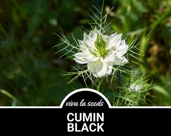 Cumin, Black | 50 Seeds | Medicinal Herb | Culinary Spice | Non-GMO | Nigella sativa