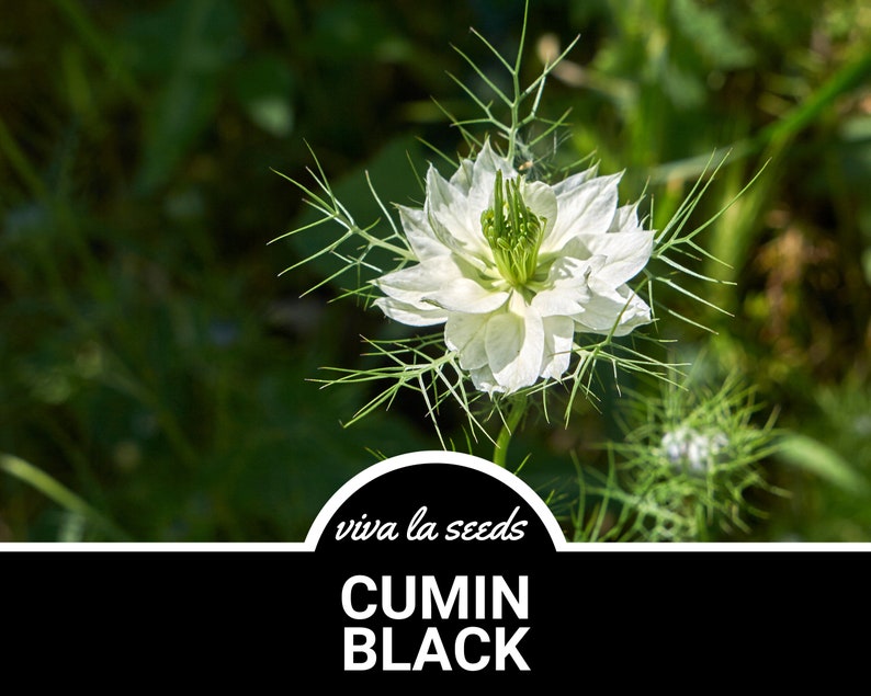 May include: A close-up of a white Nigella sativa flower with green stems and leaves. The flower is in focus, and the background is blurred. The text "viva la seeds" and "CUMIN BLACK" is visible at the bottom of the image.