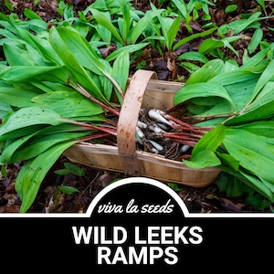 May include: A basket full of wild leeks, also known as ramps, with their green leaves and red stems. The text "viva la seeds" and "WILD LEEKS RAMPS" is visible below the basket.