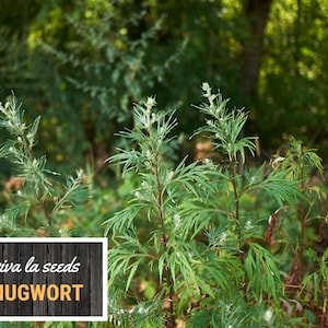 May include: A close-up of a group of mugwort plants growing in a forest setting. The plants have green leaves and white flowers. The text "viva la seeds MUGWORT" is visible in the lower left corner of the image.