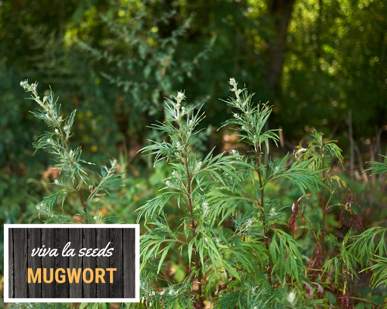 May include: A close-up of a group of mugwort plants growing in a forest setting. The plants have green leaves and white flowers. The text "viva la seeds MUGWORT" is visible in the lower left corner of the image.