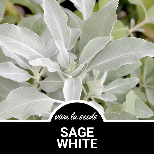 Sage, White | 50 Seeds | Smudging Sage | Non GMO | Salvia apiana