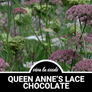 Queen Anne&#39;s Lace, Chocolate | 100 Seeds | Medicinal Herb | Floral Designs | Heirloom | Daucus carota