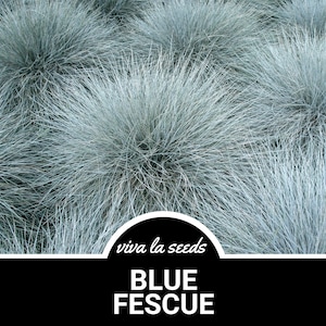 May include: Close-up of a patch of blue fescue grass. The grass is a light blue-green color and has a soft, feathery texture. The text "viva la seeds" and "BLUE FESCUE" is visible at the bottom of the image.