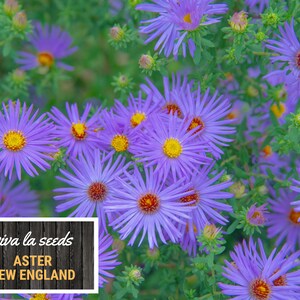 Peut inclure: Gros plan sur des fleurs d'Aster de la Nouvelle-Angleterre violettes vibrantes avec des centres jaunes et un feuillage vert. L'image comprend une enseigne avec "viva la seeds" et "ASTER NEW ENGLAND".