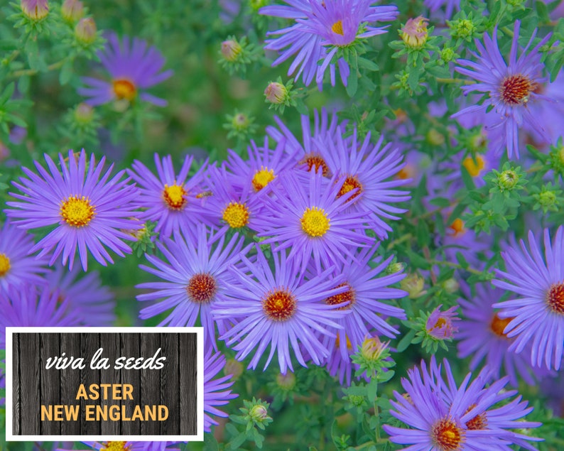 Peut inclure: Gros plan sur des fleurs d'Aster de la Nouvelle-Angleterre violettes vibrantes avec des centres jaunes et un feuillage vert. L'image comprend une enseigne avec "viva la seeds" et "ASTER NEW ENGLAND".