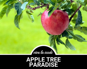 Apple Tree, Paradise | 25 Seeds | Heirloom Fruit | Open Pollinated | Non-GMO | Malus pumila