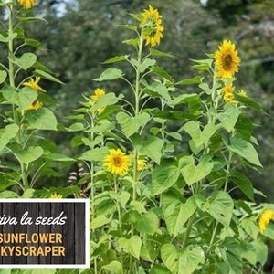 Sunflower, Skyscraper 25 Seeds Culinary & Medicinal Heirloom Helianthus annuus image 6