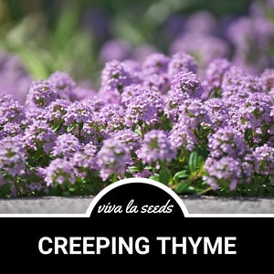 Creeping Thyme | 50 Seeds | Culinary Herb | Ornamental Groundcover | Non GMO | Thymus serpyllum