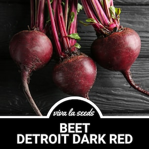 Beet, Detroit Dark Red | 200 Seeds | Heirloom | Non-GMO | Open Pollinated | Beta vulgaris