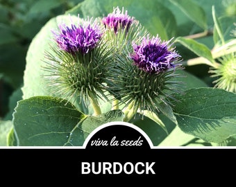 Burdock | 50 Seeds | Medicinal | Culinary | Non GMO | Arctium lappa