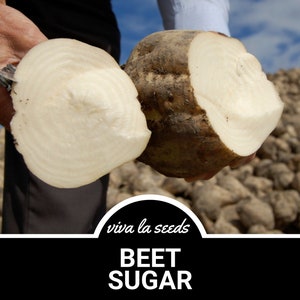 May include: A person is holding two halves of a large, white beet root. The beet root is cut in half, revealing the white flesh inside. The beet root is surrounded by a pile of other beet roots. The text "viva la seeds" and "BEET SUGAR" is visible at the bottom of the image.