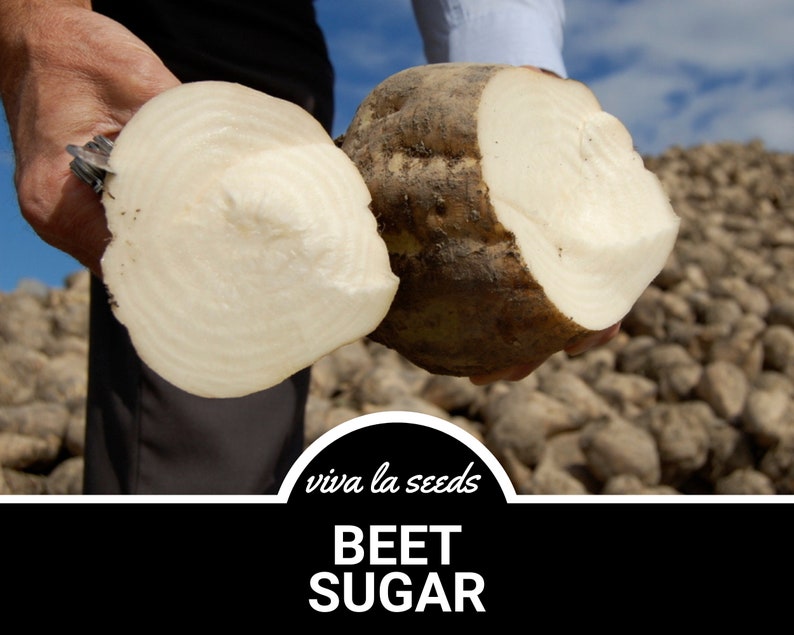 May include: A person is holding two halves of a large, white beet root. The beet root is cut in half, revealing the white flesh inside. The beet root is surrounded by a pile of other beet roots. The text "viva la seeds" and "BEET SUGAR" is visible at the bottom of the image.