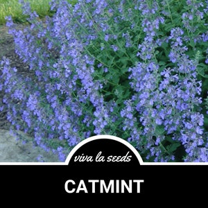 Catmint | 100 Seeds | Medicinal & Culinary Herb | Non GMO | Nepeta mussinii