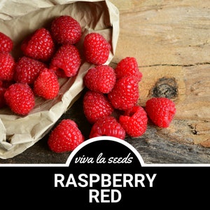 Raspberry, Red | 30 Seeds | Heirloom | Non-GMO | Rubus idaeus