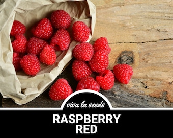 Raspberry, Red | 30 Seeds | Heirloom | Non-GMO | Rubus idaeus