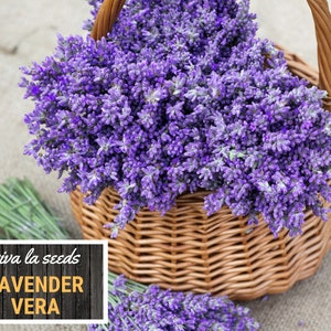 Lavender, Vera 100 Seeds Medicinal Culinary Herb Non GMO Lavandula angustifolia image 2